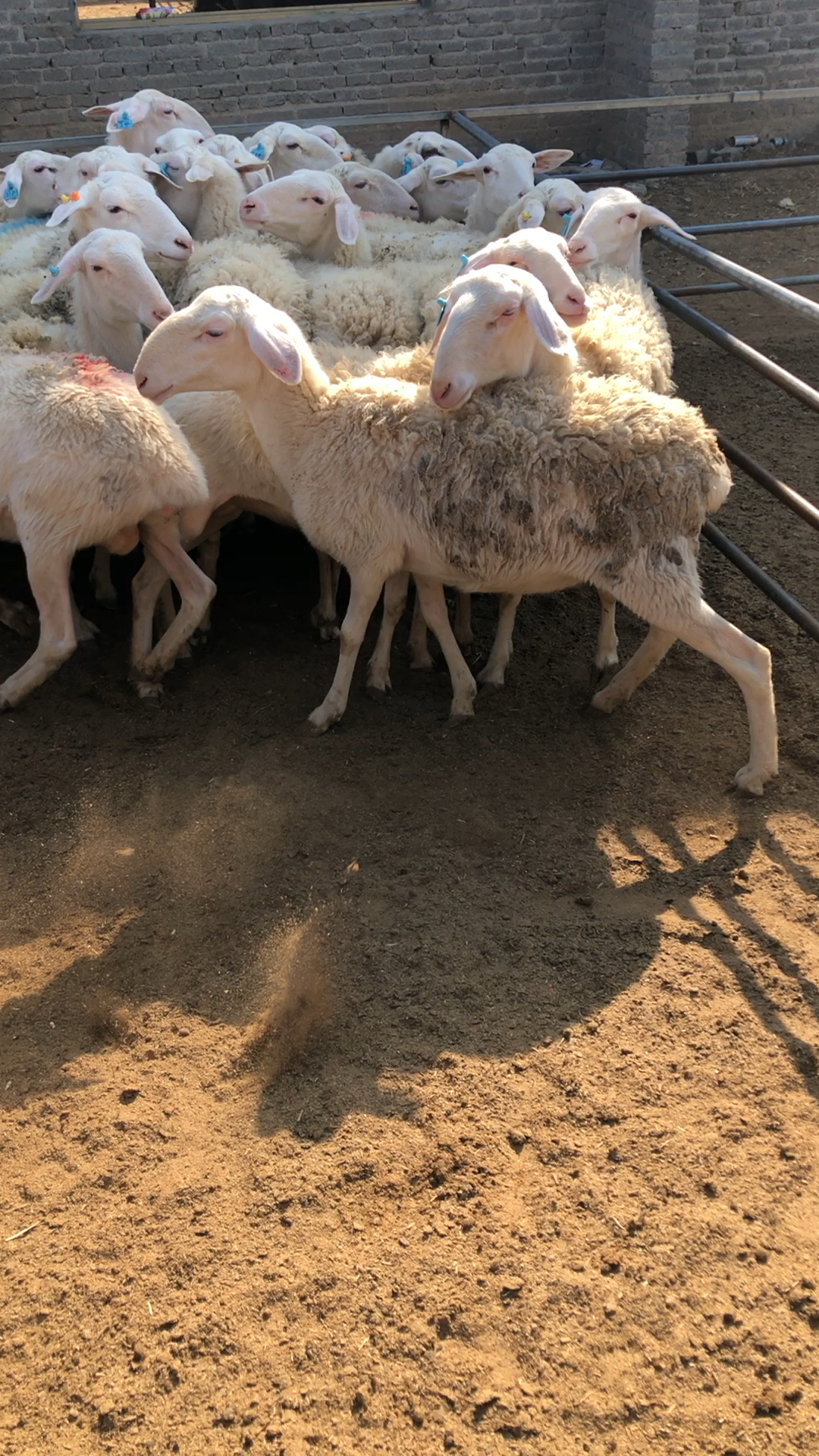 重庆朋友挑选湖羊大母羊二十只