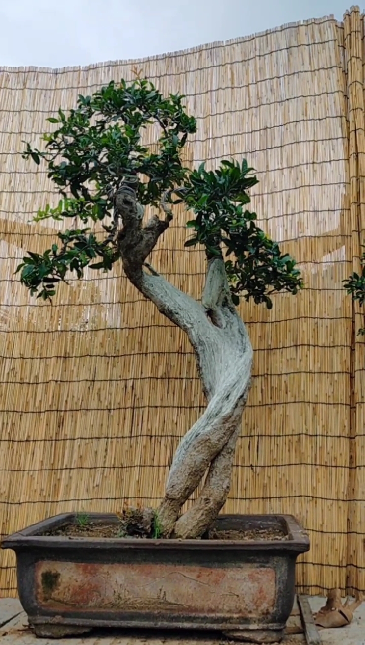 千奇百怪盆景桩#高杆文人石榴欣赏