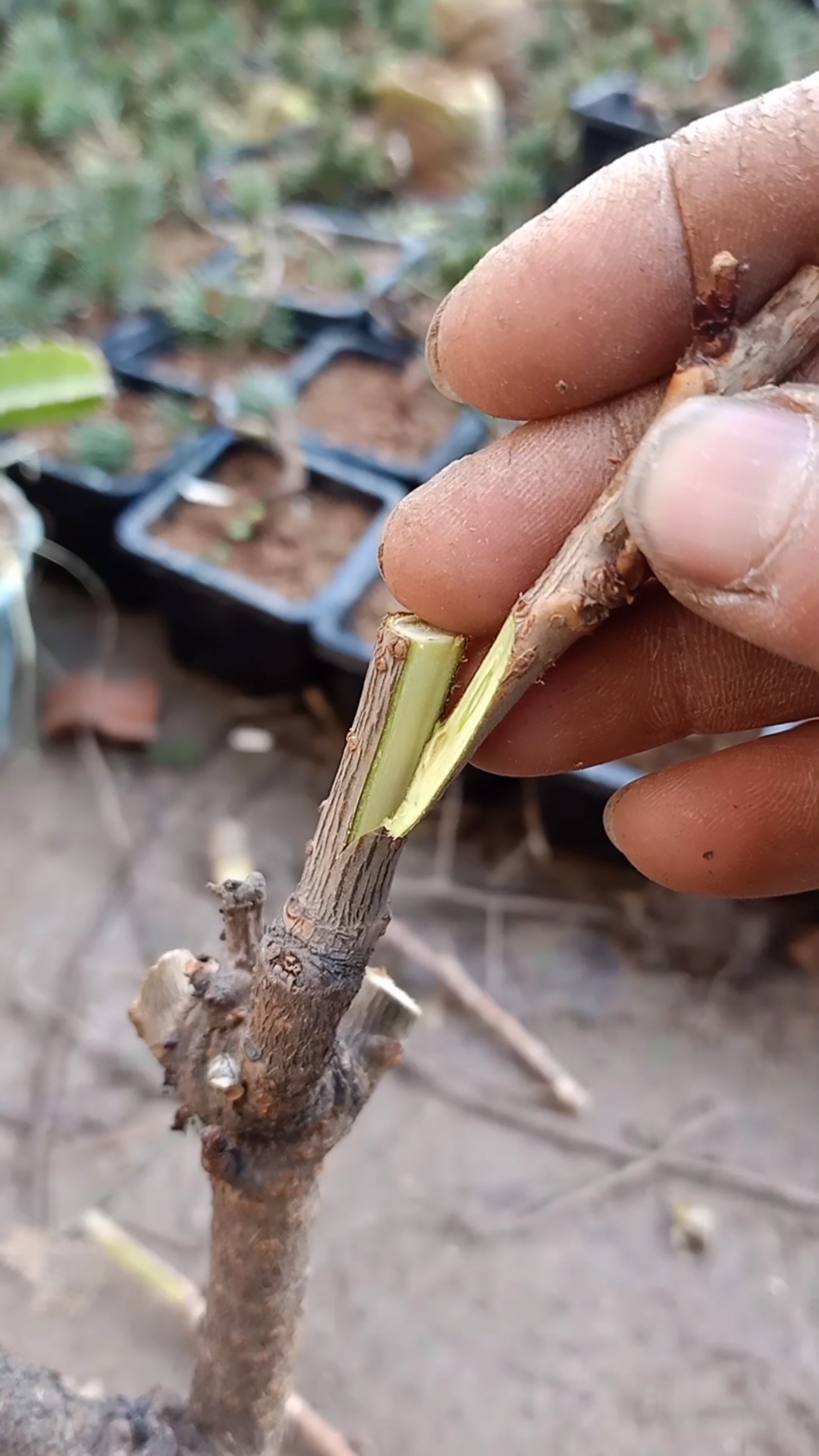 嫁接技术#大樱珠这样嫁接成活率最高,您看懂了吗?