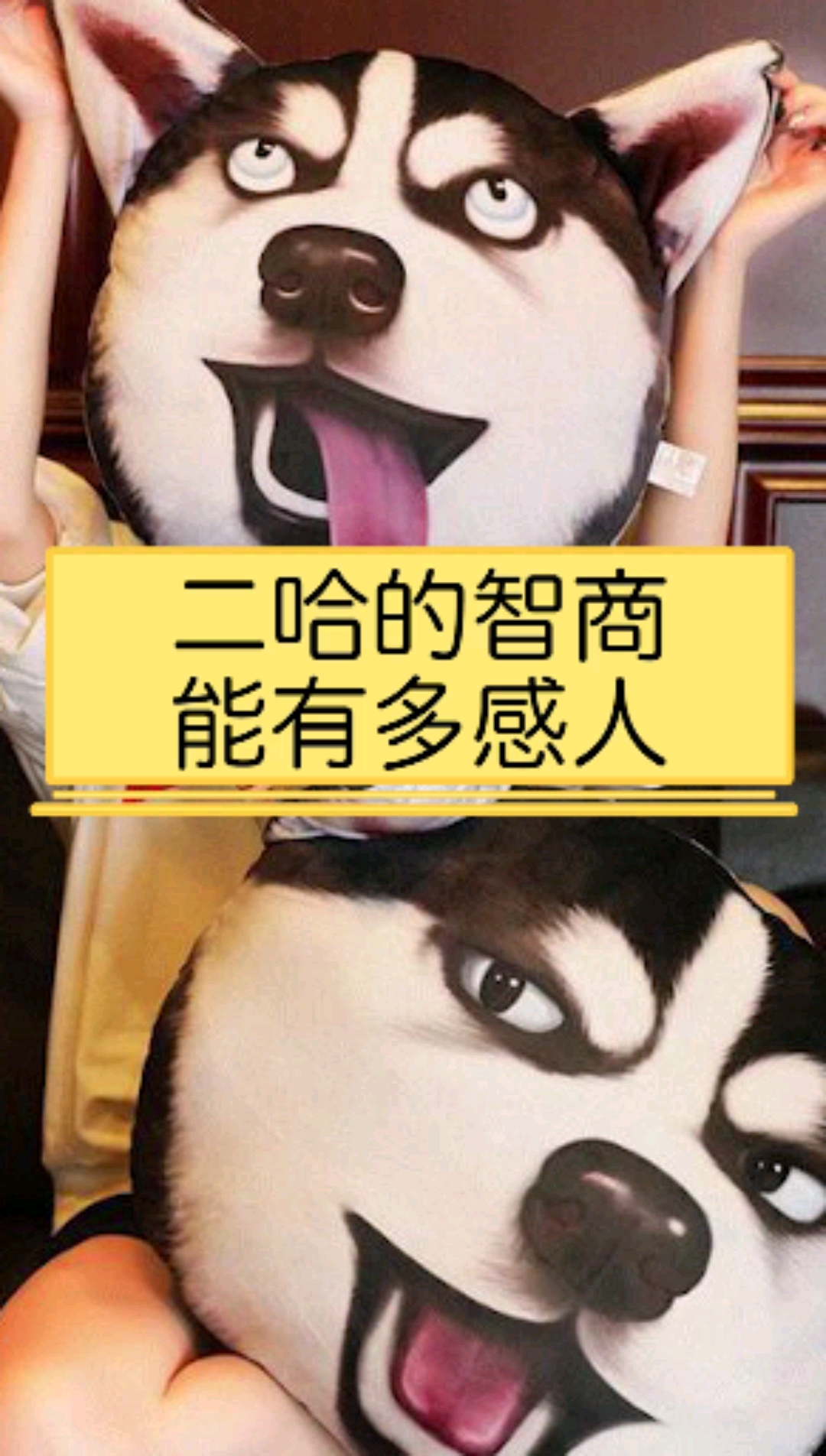 二哈#二哈的智商能有多感人