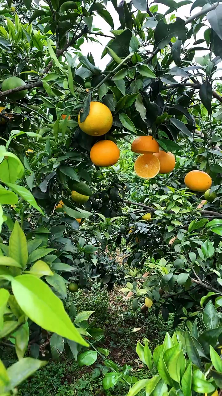 秋天的第一个橙子爱媛果冻橙果肉细嫩入口化渣皮薄汁多