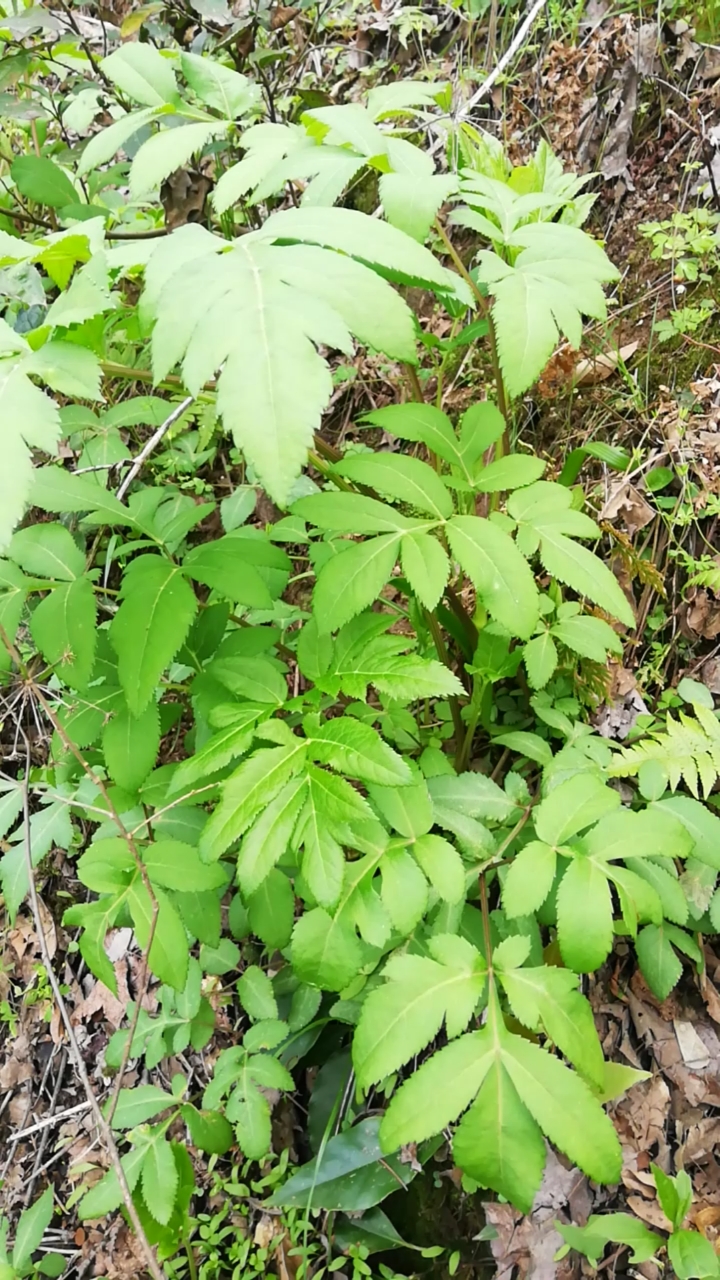 九华山野生中药材紫花前胡!