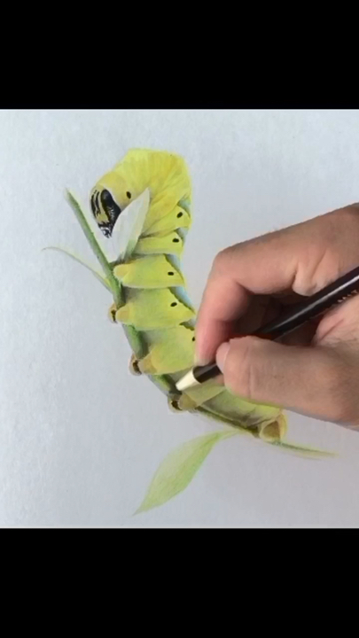 彩铅画#见过这么可爱的毛毛虫吗,哈哈哈