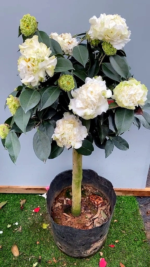 绿可娜茶花,花开爆树!