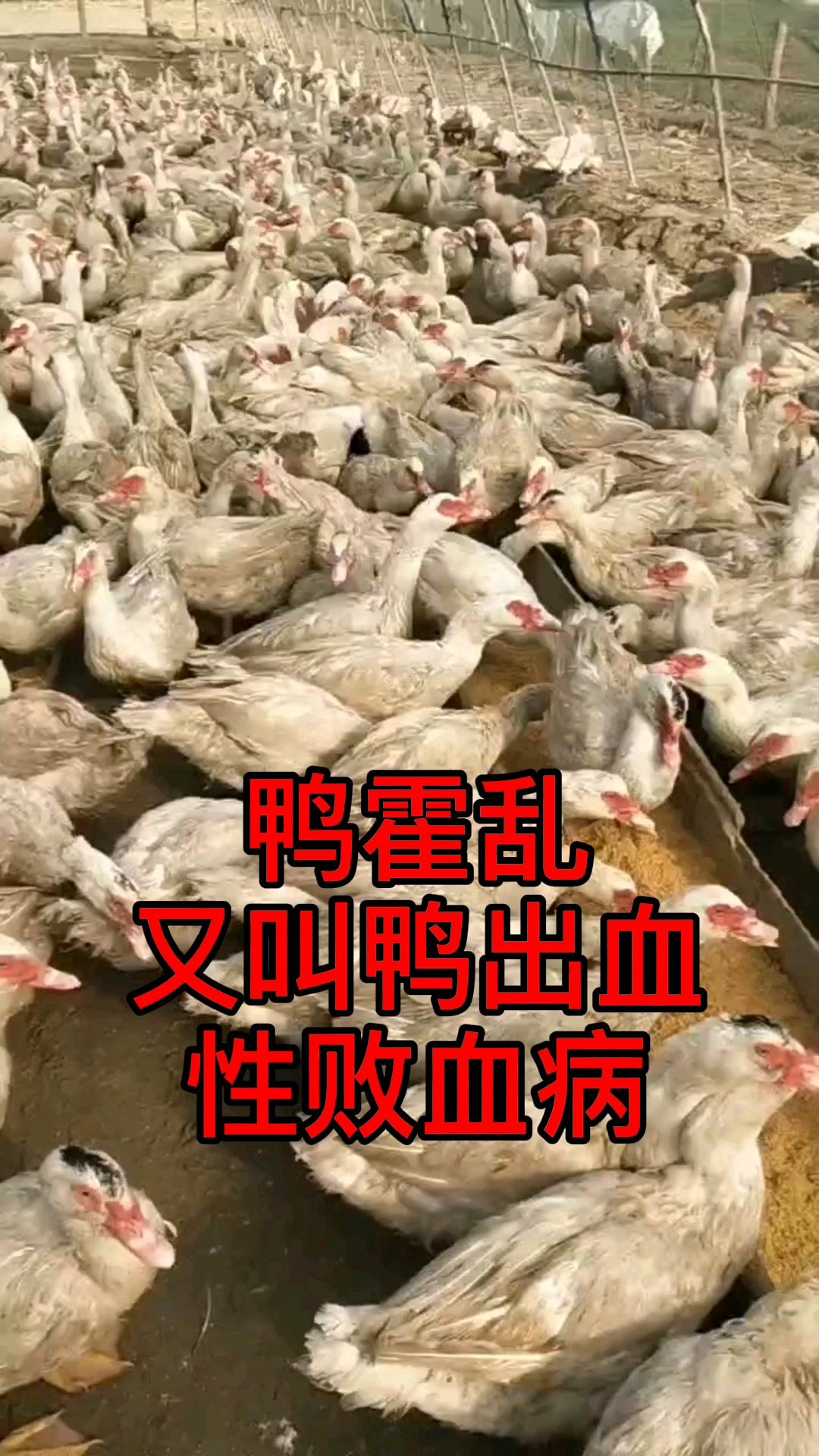 什么是鸭霍乱怎么治疗鸭霍乱治疗鸭霍乱最好的方法是什么鸭霍乱水禽
