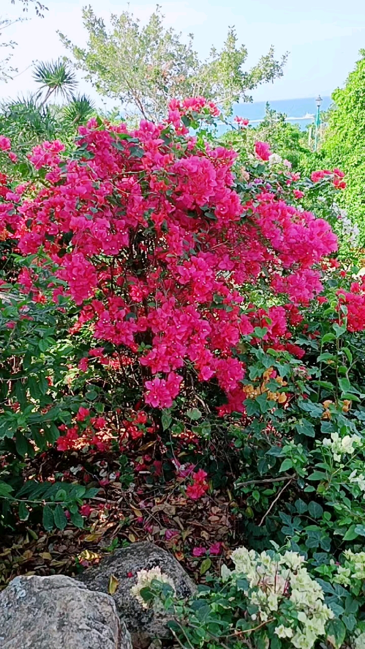 春日心愿旅行地#三亚市花三角梅花!