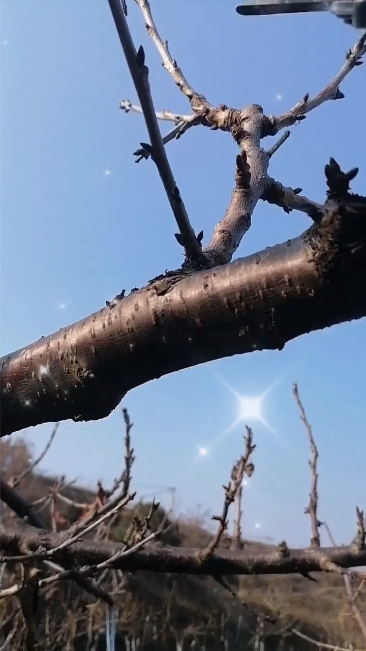 这种桃树背上枝如何修剪,你的做法正确吗?