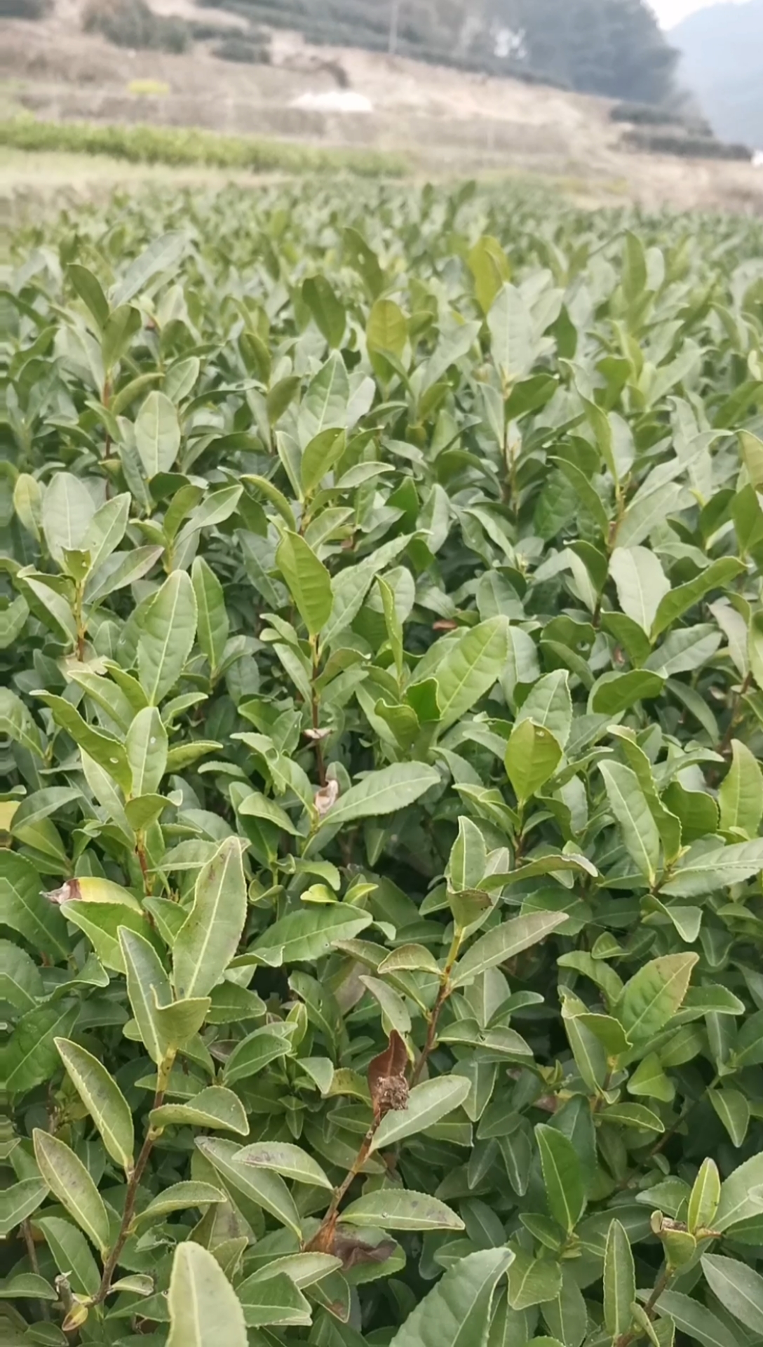 茶苗#龙井43茶树苗,一年生冬插苗无性系扦插繁殖茶苗#安徽#山东%日照