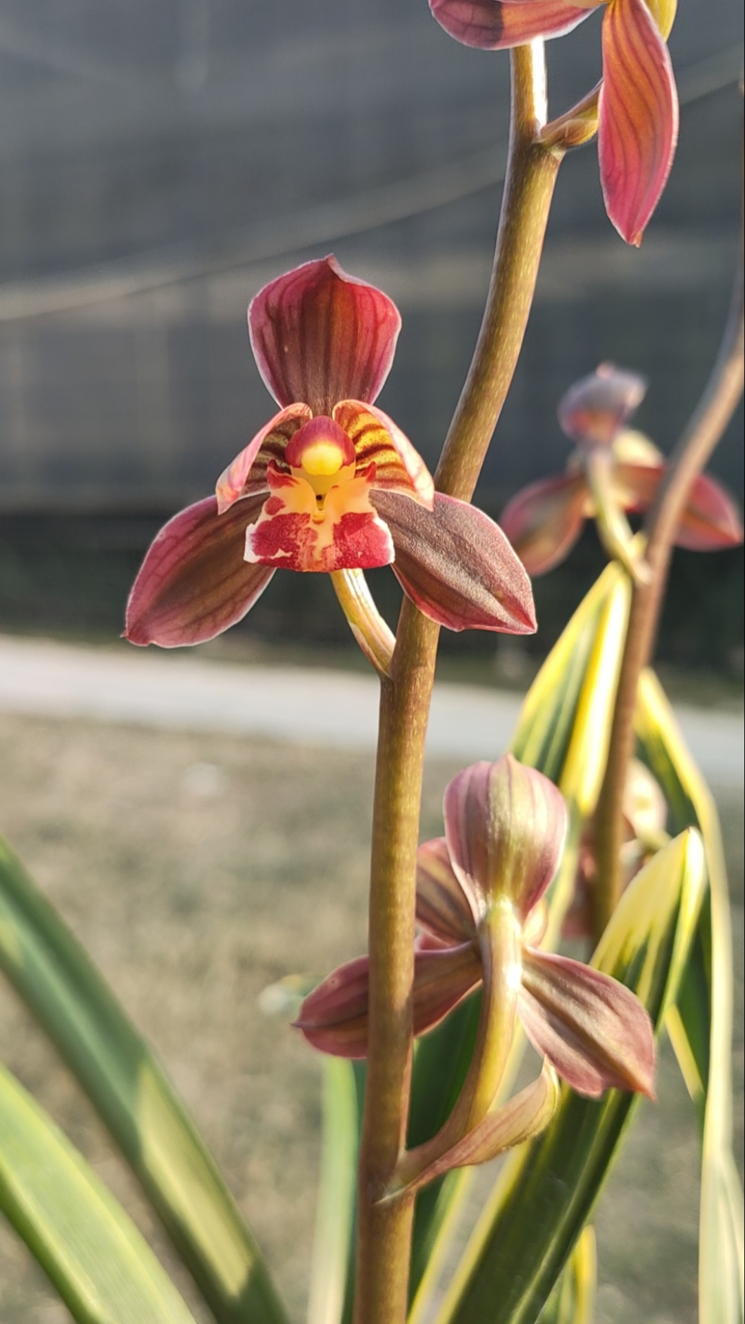 兰花#墨兰东方红神荷