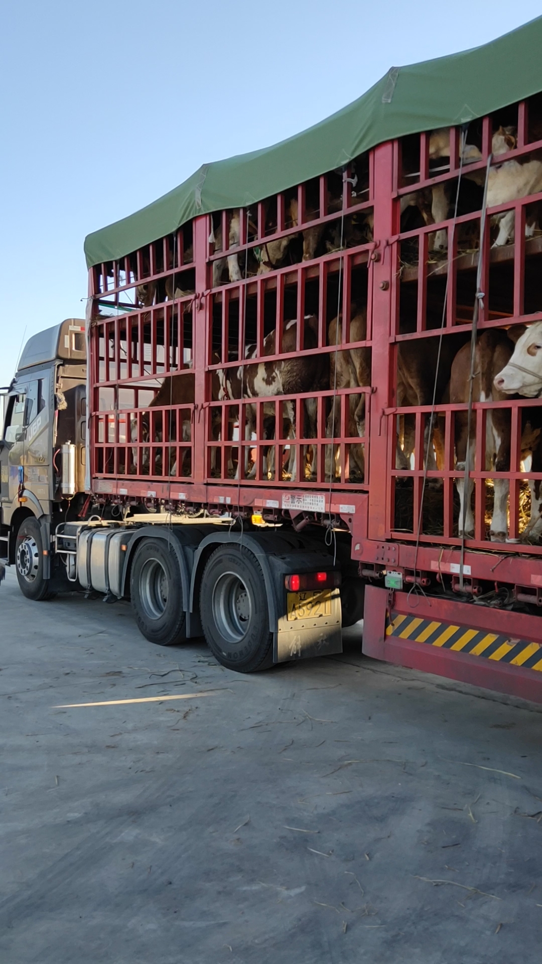 车以装完,110头西门塔尔母牛去新家了.