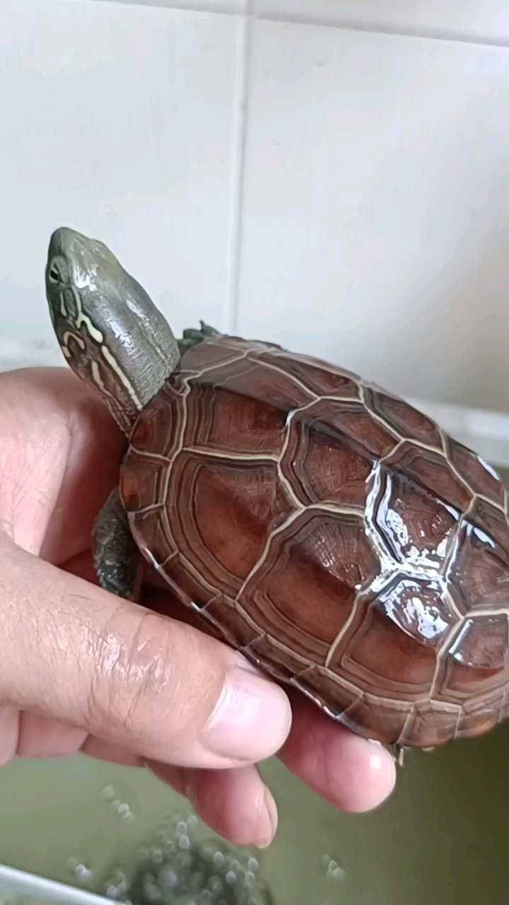 记录生活#这乌龟的头部有点不一样