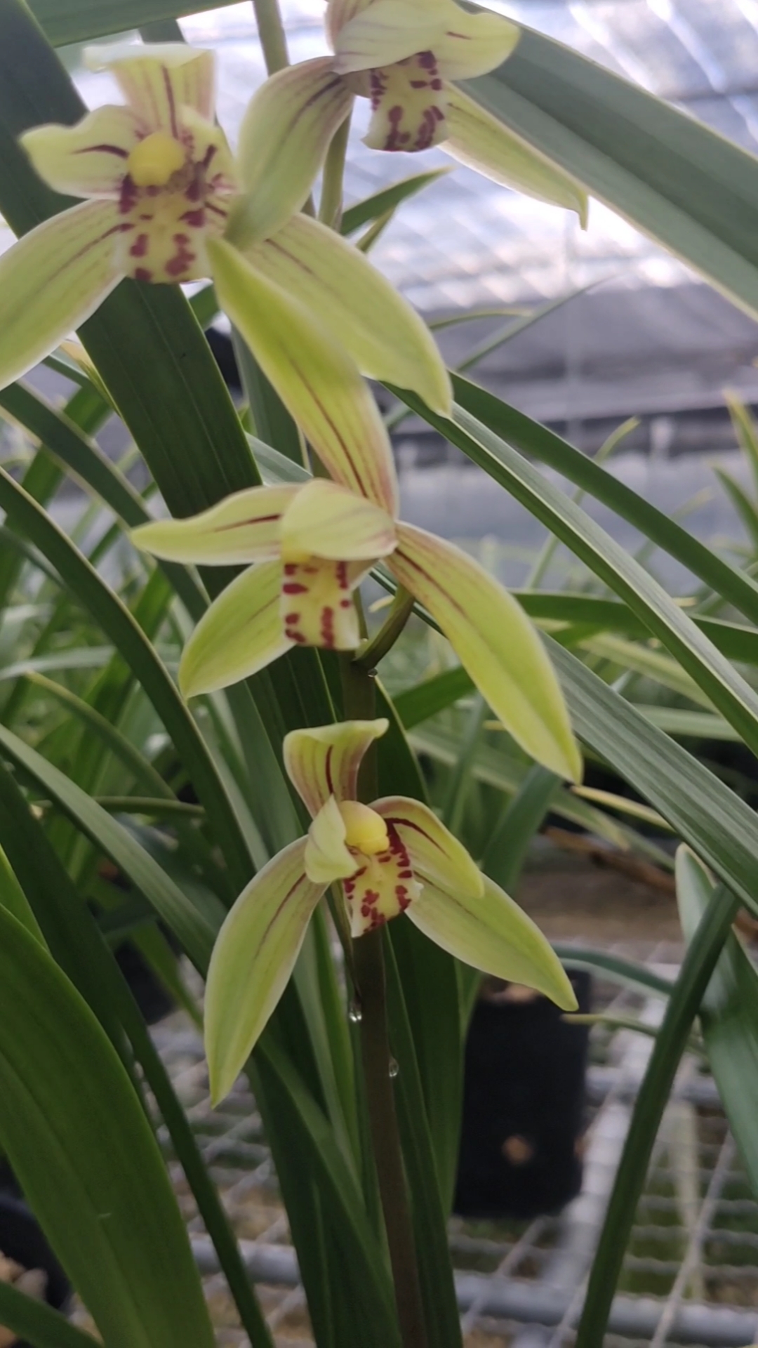 手机摄影#爱生活爱花草,建兰小桃红