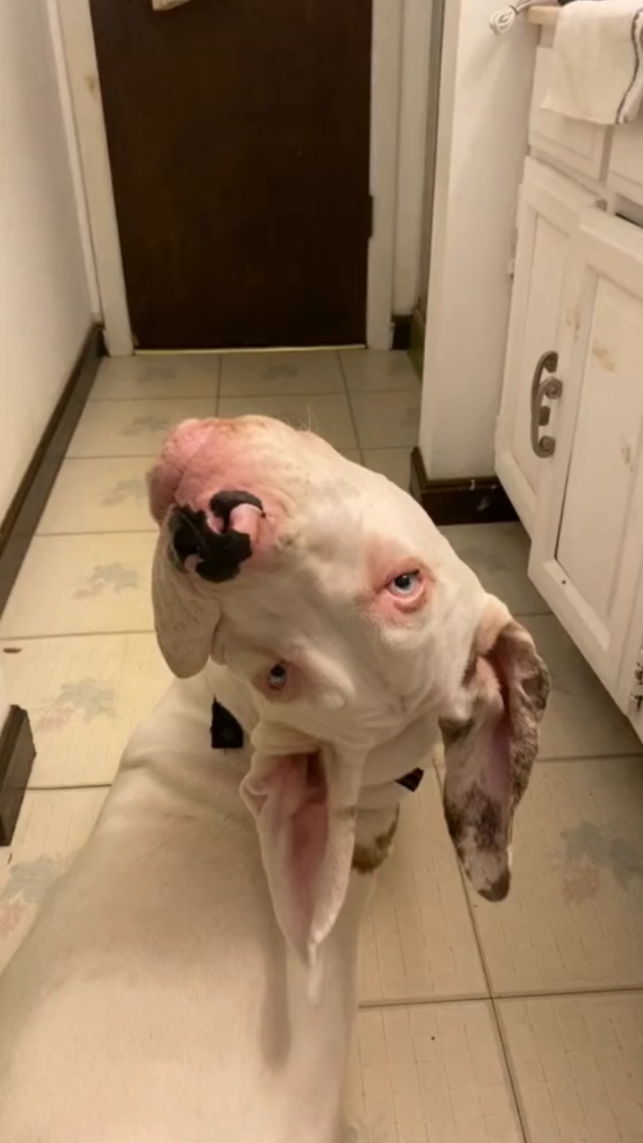 百家号萤火打卡#当狗狗摆出一副丑得离谱的姿势对着你