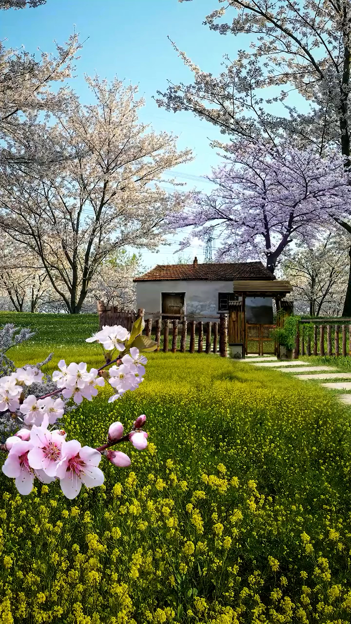 怀念故乡的小院子,还有满地油菜花,空气弥漫着花草泥土的清香,突然很