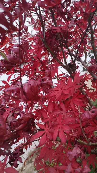 秋游#双叶红于二月花