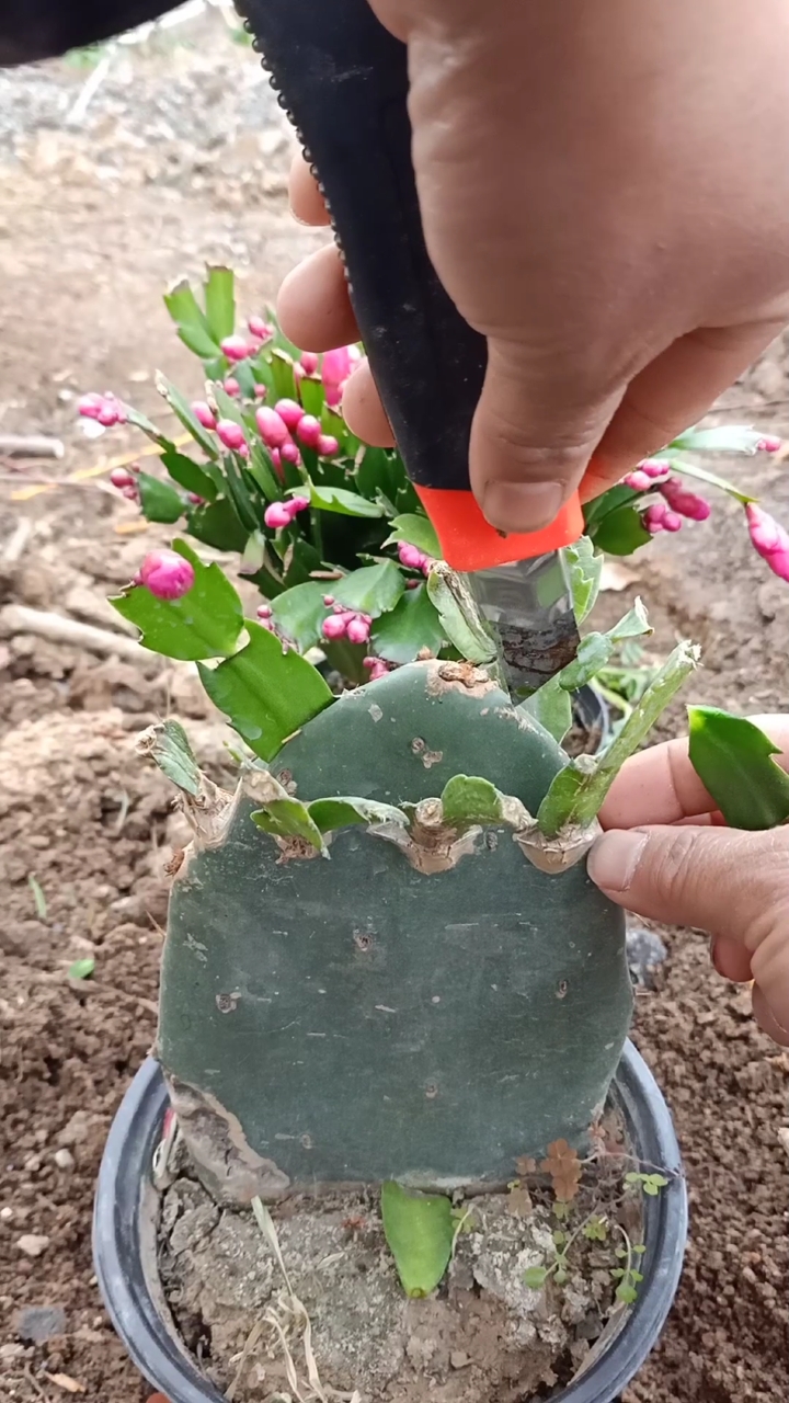 嫁接技术#仙人掌嫁接蟹爪兰技术,一般人不会