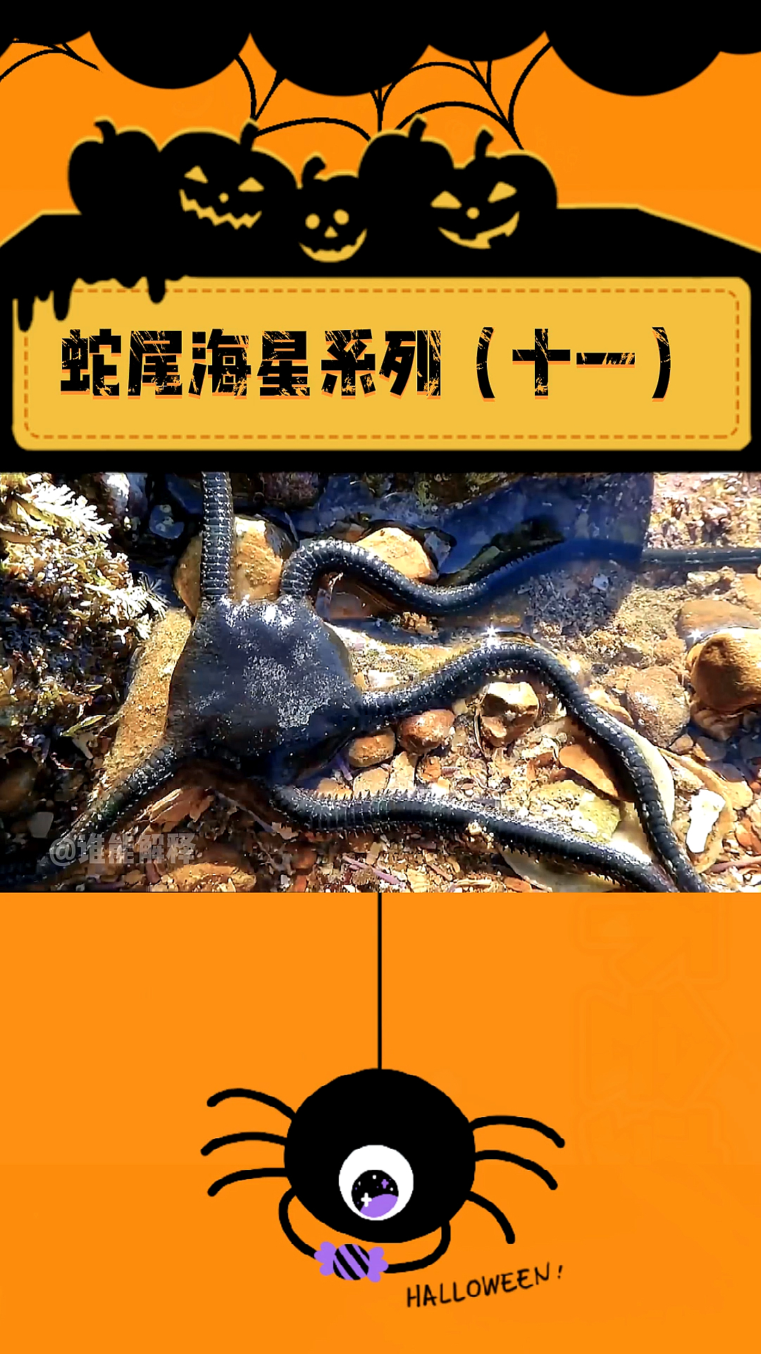 恐怖#蛇尾海星系列(十一)