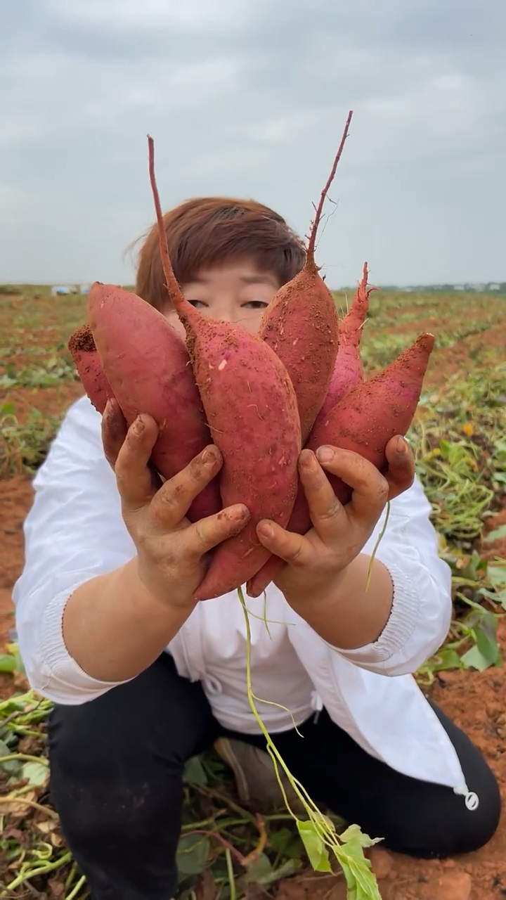 沙地西瓜红蜜薯#新鲜现挖香甜软糯