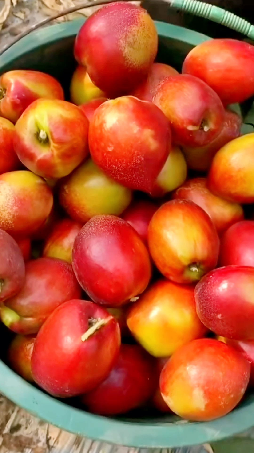 陕西渭南大荔县黄心油桃成熟了,当季鲜果,品相佳口感鲜甜