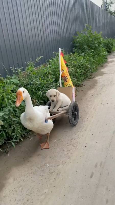 萌宠搞笑萌宠#大鹅拉着狗狗溜达一圈