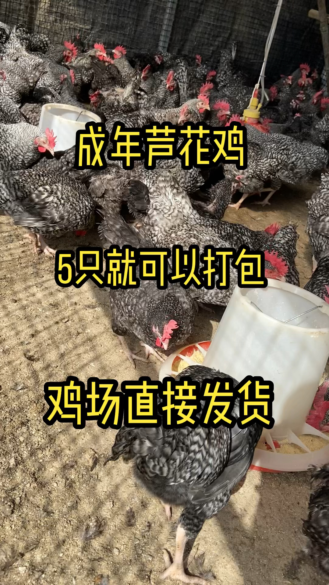 芦花鸡#成年下蛋芦花鸡