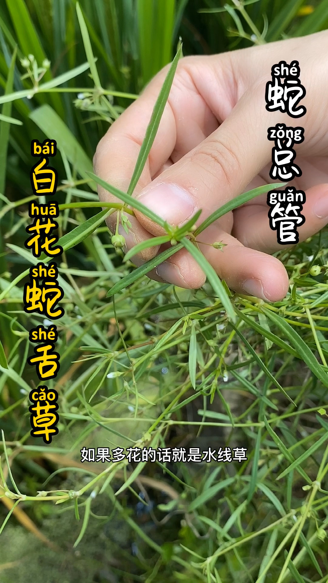 很多人分不清楚白花蛇舌草和水线草的区别