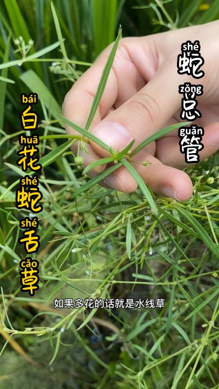 很多人分不清楚白花蛇舌草和水线草的区别