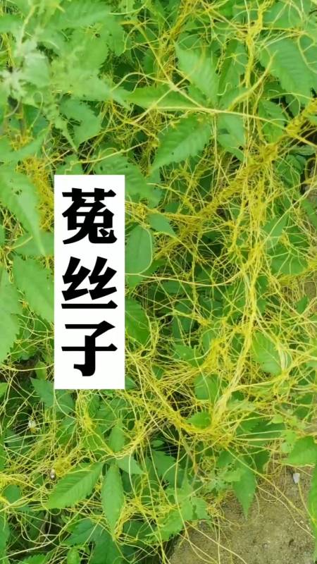 菟丝子,一种无根的野草,对豆类有害,对人类却有益