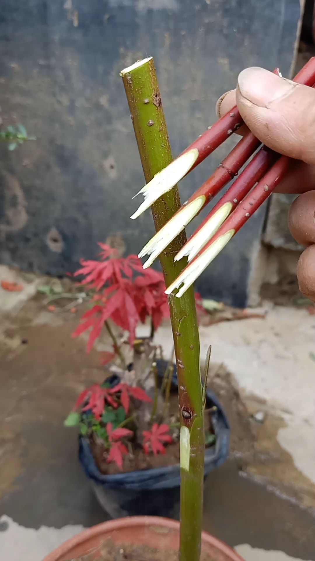 嫁接技术#腹部芽接四季红枫技术,成活率极高