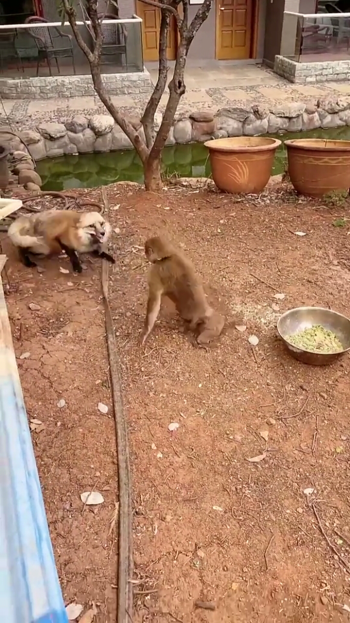 这猴子太调皮了,尽欺负狐狸
