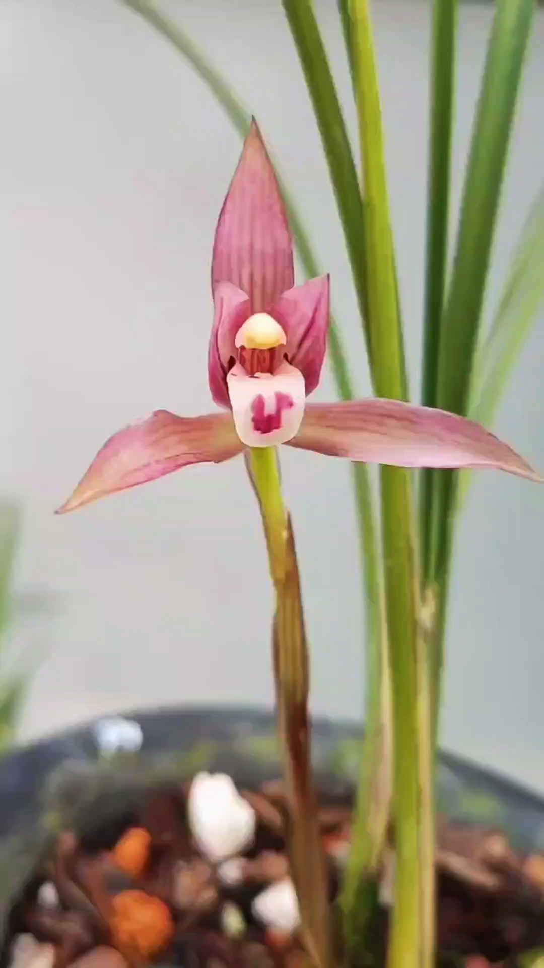 岁末有奖打卡春兰经典红花红豆粉嫩的红色开起来特别娇艳