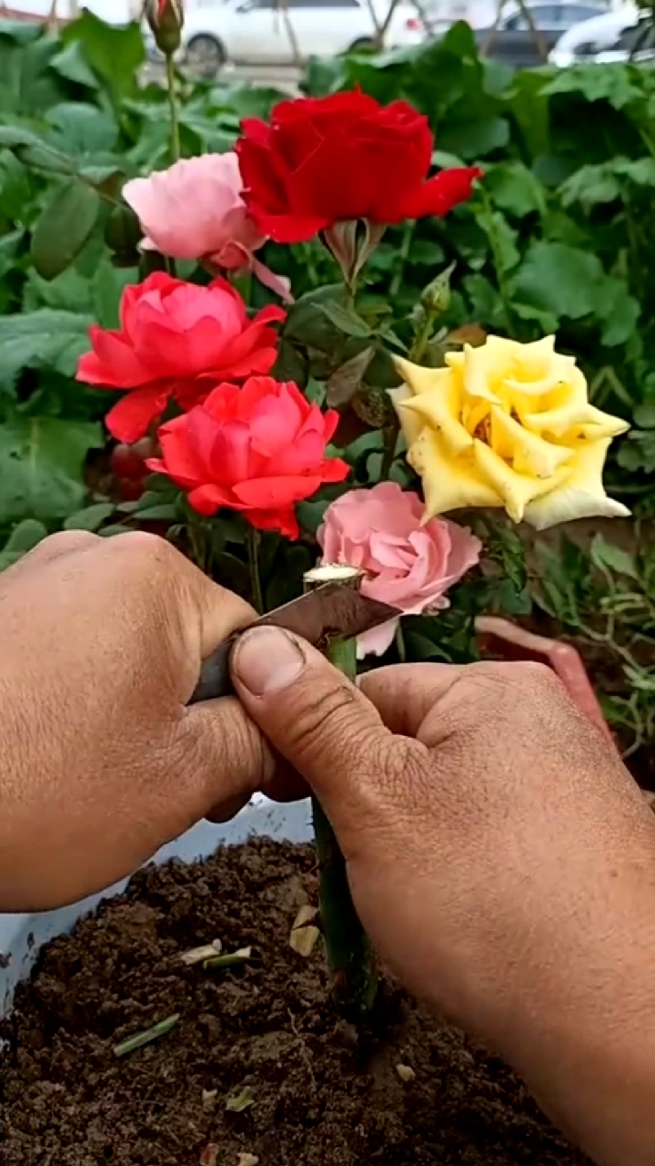 农村小伙嫁接玫瑰花.祝双节快乐!