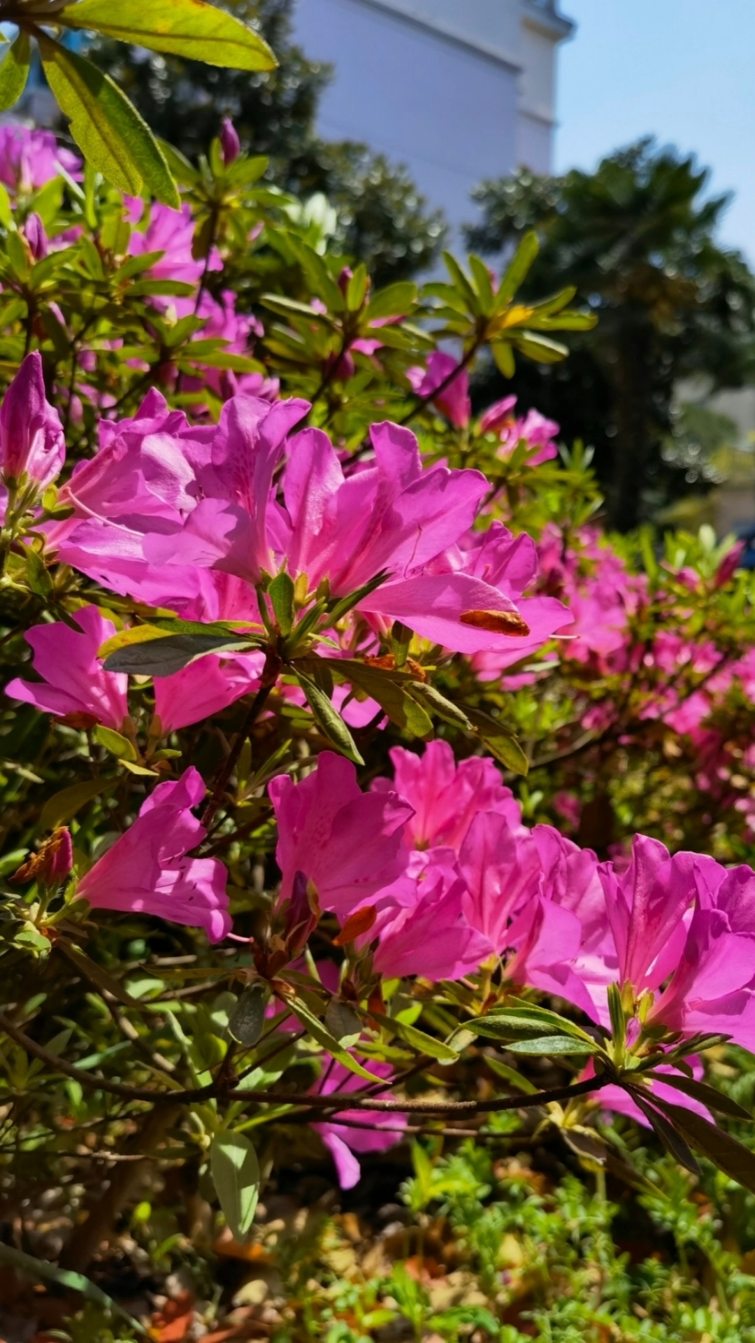 杜鹃花#这个季节最美映山红