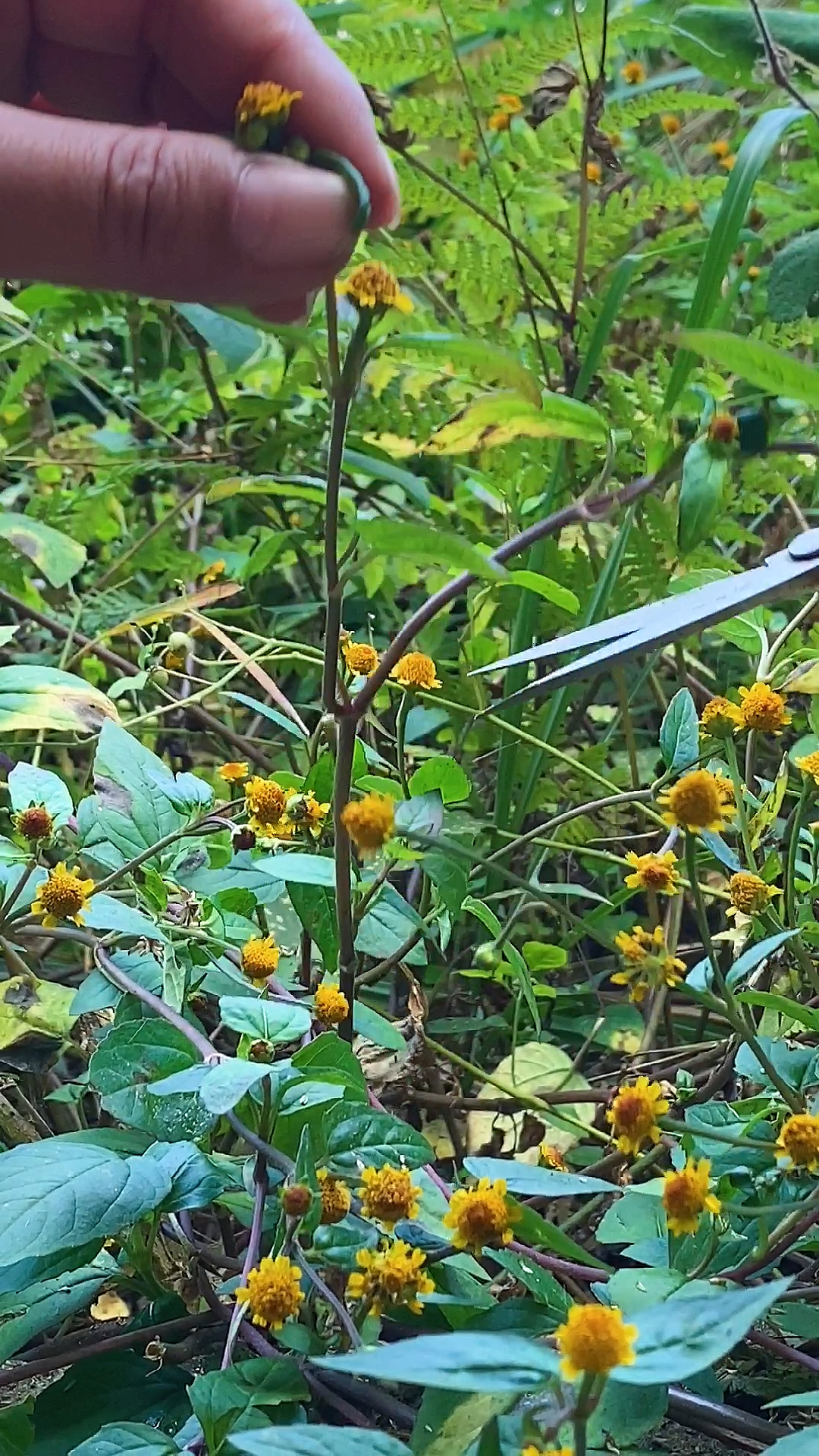 金纽扣,别名雨伞草,大黄花,牙痛草