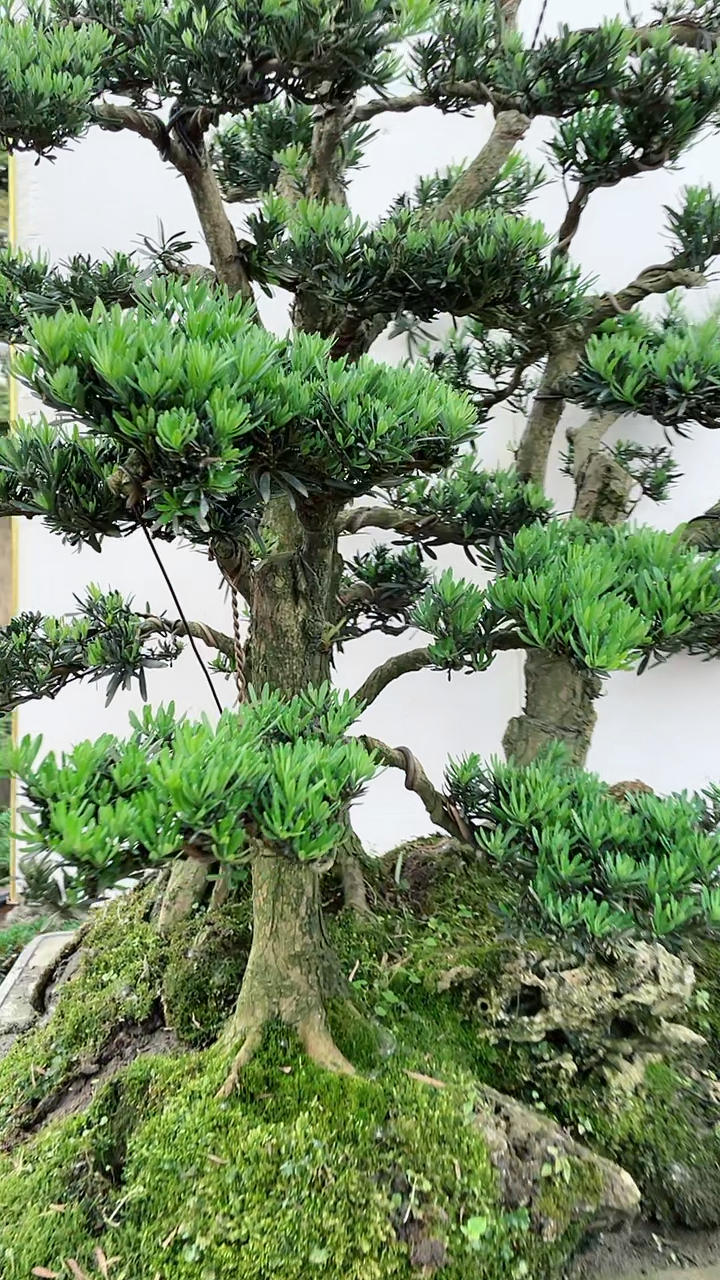 山水风光无限好丛林罗汉松盆景又是很美的一幅画