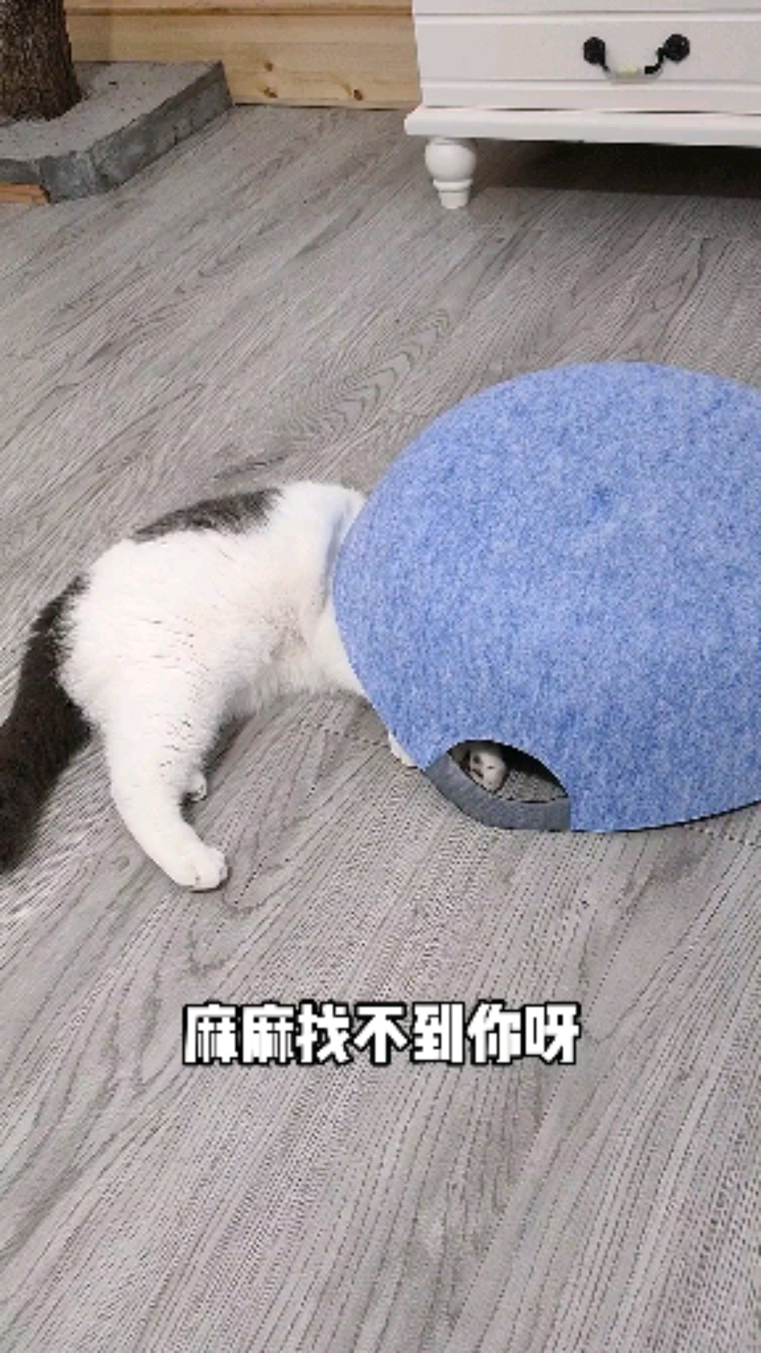 家有萌宠#这就是藏头露尾的出处吧!