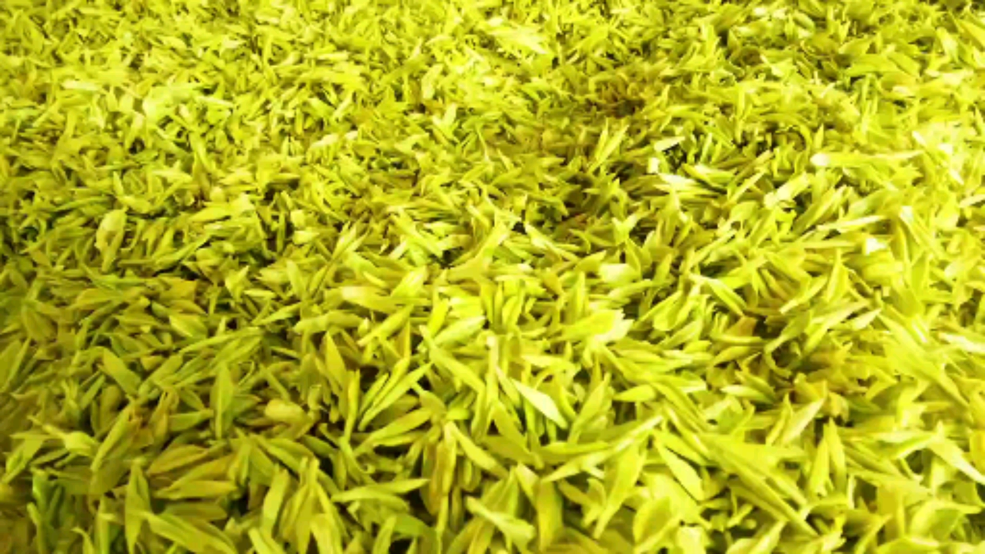 茶知识#稀有名茶黄茶,又名(黄金茶),因色如黄金而得名,茶香浓郁,蔡览