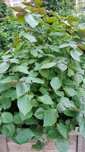 音为有你#只要土足够多,紫苏可以长成树.