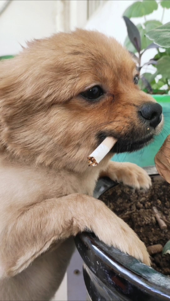 在家云旅游#抽烟的狗狗还能要不