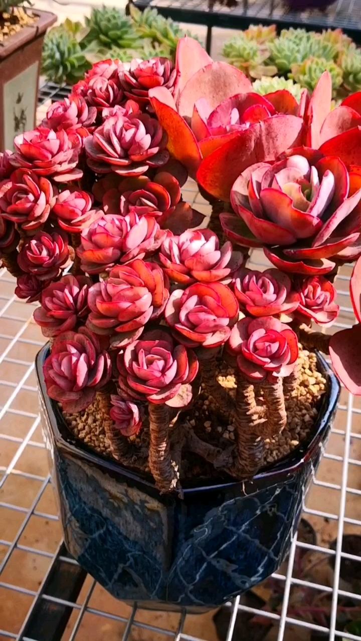 多肉植物#已经红起来了的秀妍老桩,再一次碾压了很多的贵货!