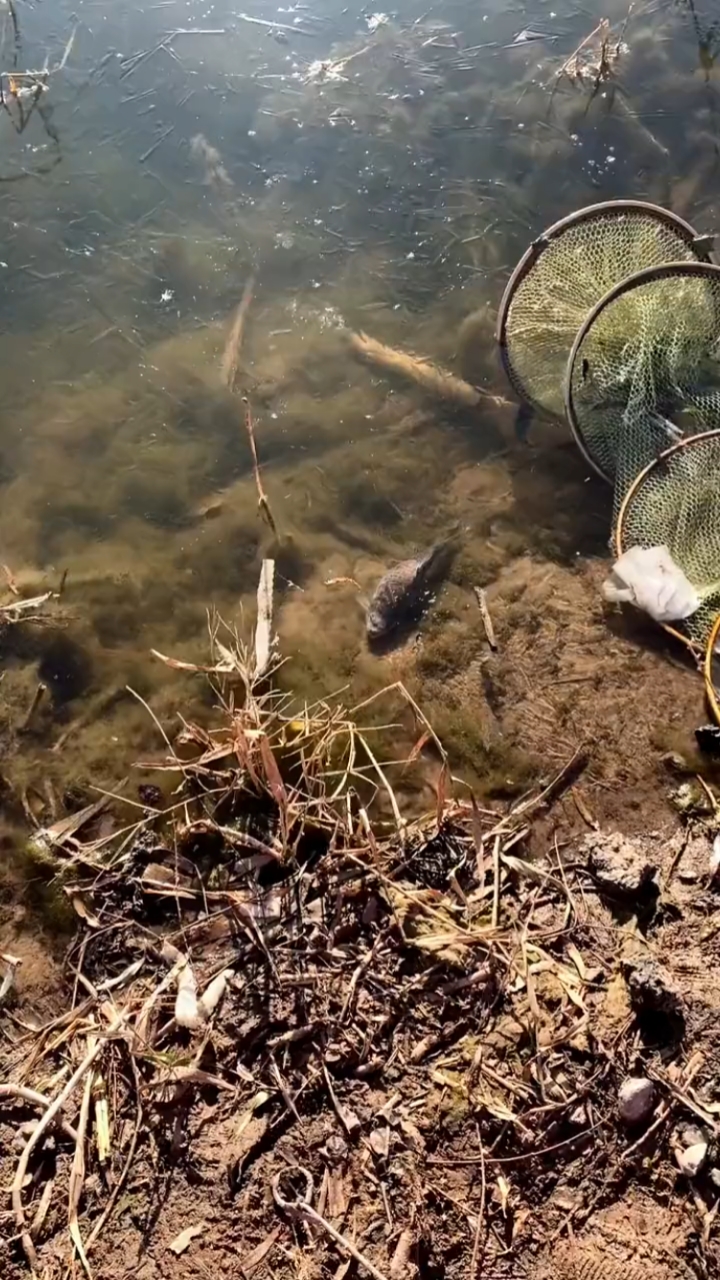 鱼:谁敲我家窗户呢,不知道冬眠呢