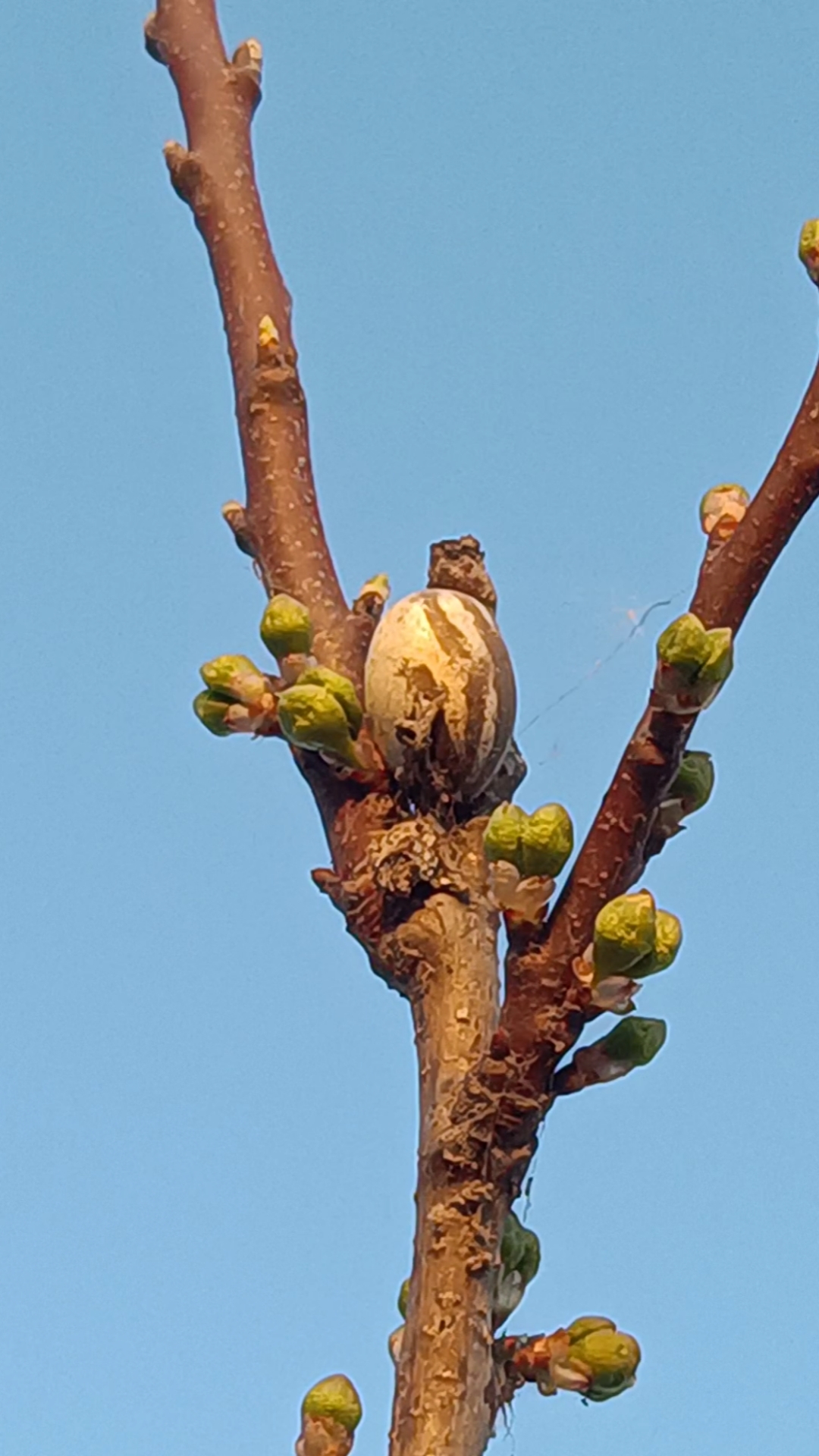 全民游戏季#杨拉罐,一种冬眠的虫卵.小时候烧着吃