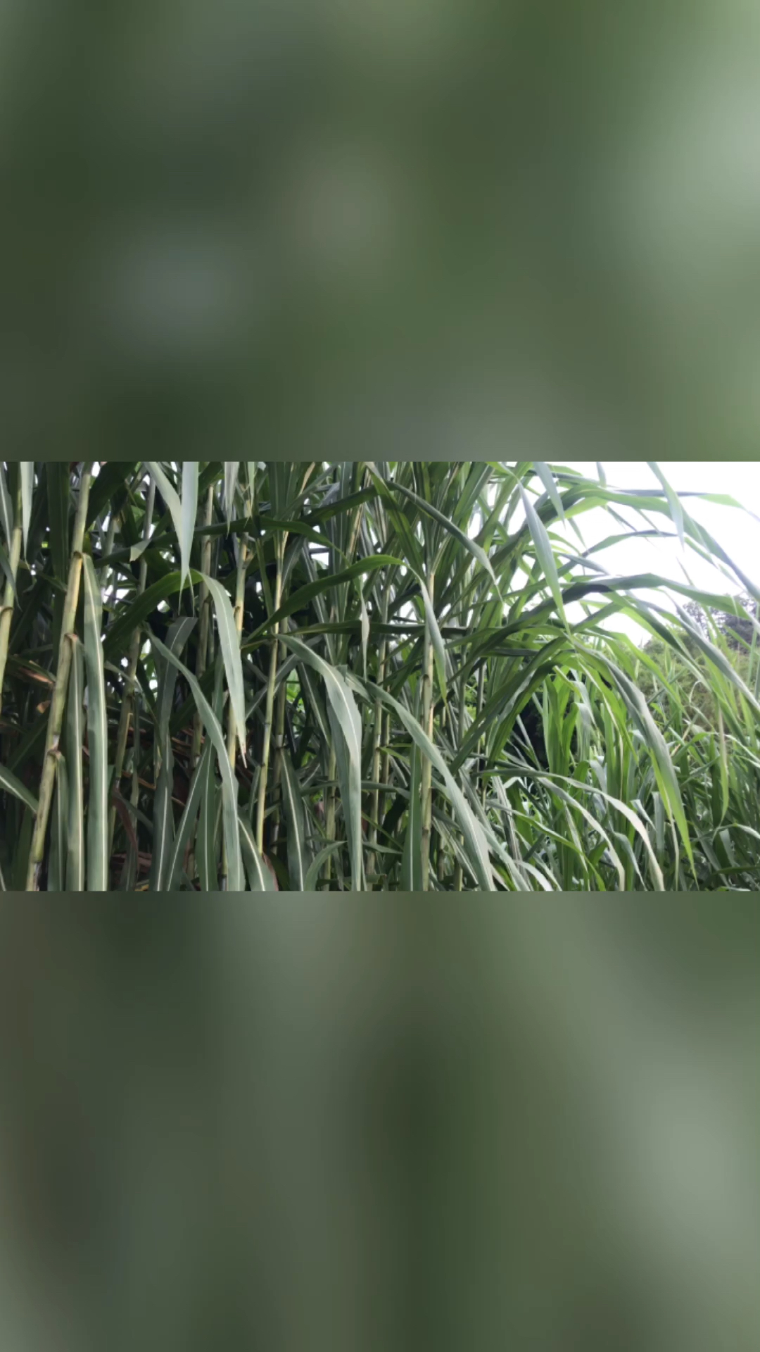 军粮一号军粮一号这牧草产量高适合什么环境生长小伙跟你说