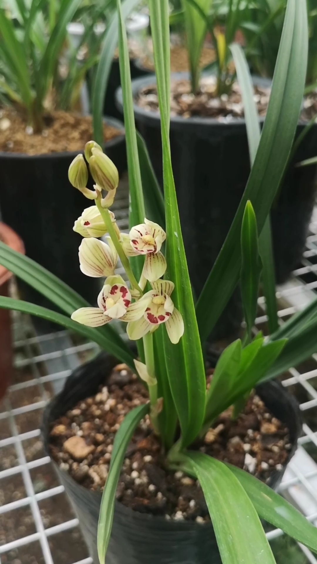 建兰金荷开花香味不错