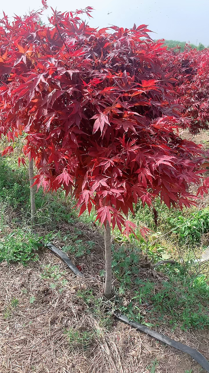 走在苗圃的小道上听着清脆的鸟鸣声,欣赏中国红红枫