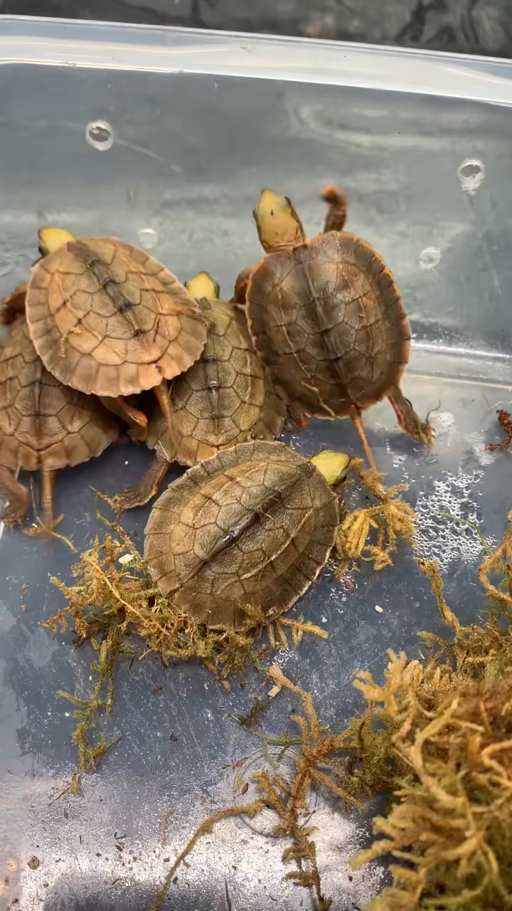 金钱龟"海南大黄头苗"