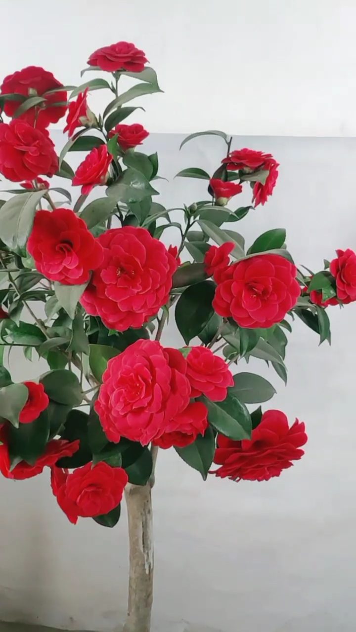 茶花美国大红花开满树了.