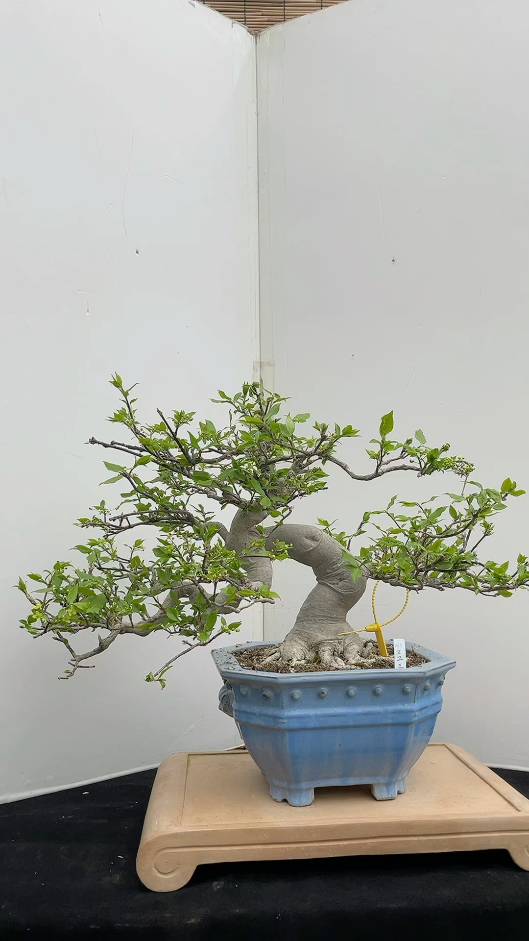 矮霸真弓少见的桩