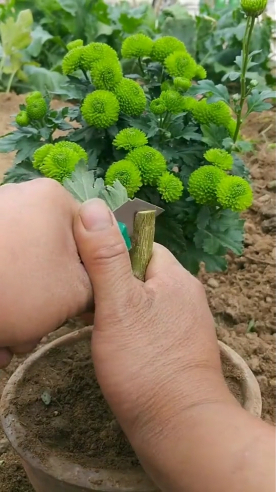 嫁接技术#菊花嫁接技术分享,成活率极高.