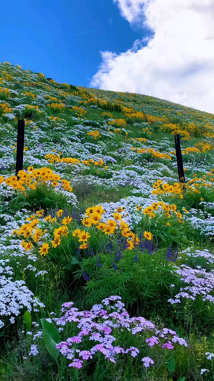 花的世界#初秋的山坡,有风有花,凉意十足.#秋